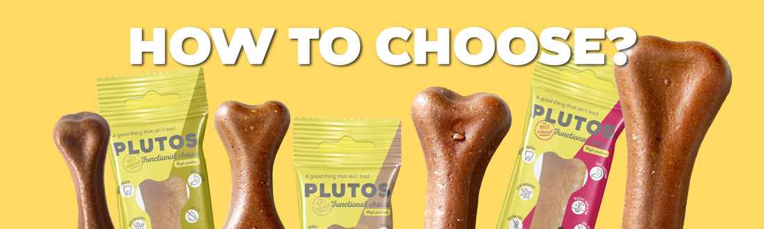 Healthy Dog Chews: Tips on How to Choose the Right Ones
