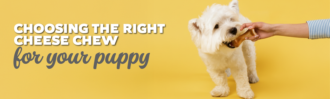 Choosing the Right Cheese Chew for Your Puppy